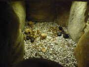 Albersdorf - Museum für Archäologie und Ökologie Dithmarschen (4)