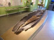 Albersdorf - Museum für Archäologie und Ökologie Dithmarschen (7)