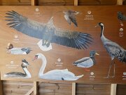 Egebæk-Hviding - Gammel Hviding Engsø (3)