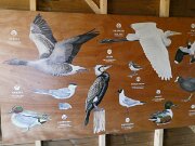 Egebæk-Hviding - Gammel Hviding Engsø (4)