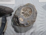 Christiansenspark - Eiszeit-Haus (5)