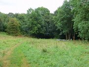 Dicker Willis Koppel (06)