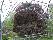 Alter Botanischer Garten (08)