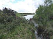 Ballynafagh Lake (2)