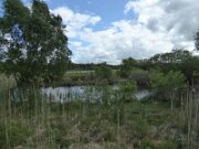 Ballynafagh Lake (3)