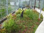 Bog of Allen Nature Centre (5)