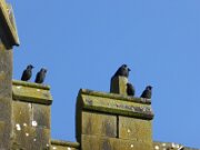 Ballycahane Church (2)