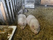 Ahrensbök - Bauernhof-Eis Steffens (04)