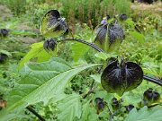 Arboretum Ellerhoop (3)