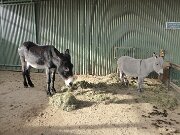 Esel- und Landspielhof Nessendorf (02)