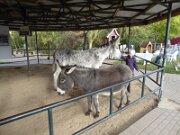 Esel- und Landspielhof Nessendorf (03)