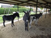 Esel- und Landspielhof Nessendorf (04)