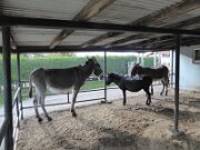 Esel- und Landspielhof Nessendorf (05)