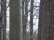 Arboleum Julianenruh (3)