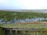 Bergenhusen - Udsigtstårn (2)