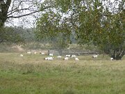 Binnendünen Nordoe (4)