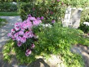 Ahrensburg - Friedhof Ahrensburg (002)