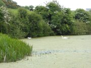 Anne Valley Walk (2)