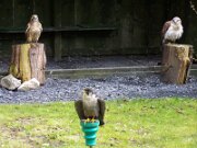 Belvedere House Gardens and Park (6)