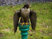 Belvedere House Gardens and Park (7)